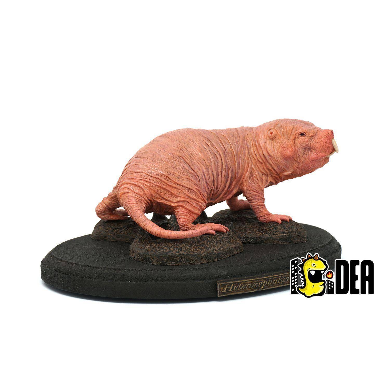 Heterocephalus Glaber Naked Mole Rat