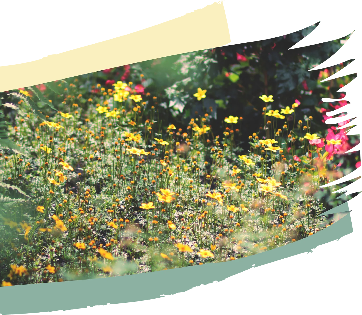 4/12 (日) 森林調色師